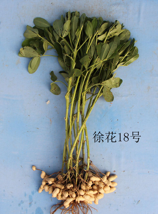 徐花18号.jpg